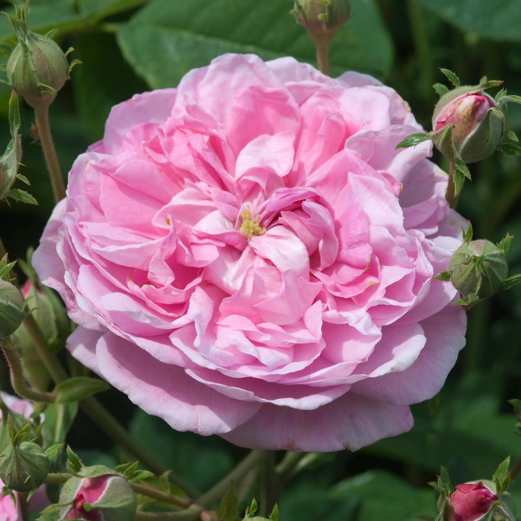 Sapone D'Aleppo Surgras al Profumo di Rosa - Rosa Soap - Image 2