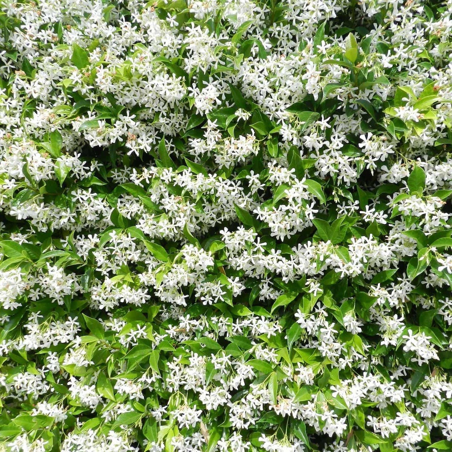 Sapone Liquido d'Aleppo ai Fiori di Gelsomino - Tadé - Image 3